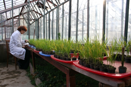 გადიდება სურათი