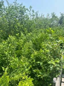 სურათი