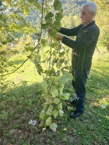 სურათი