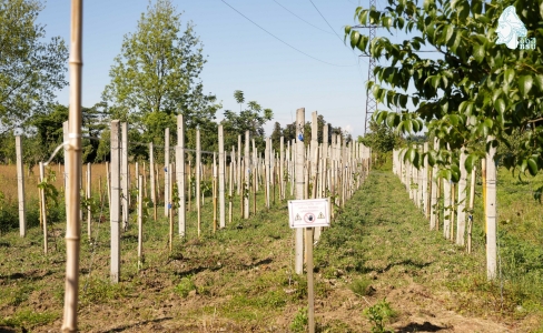 სურათი
